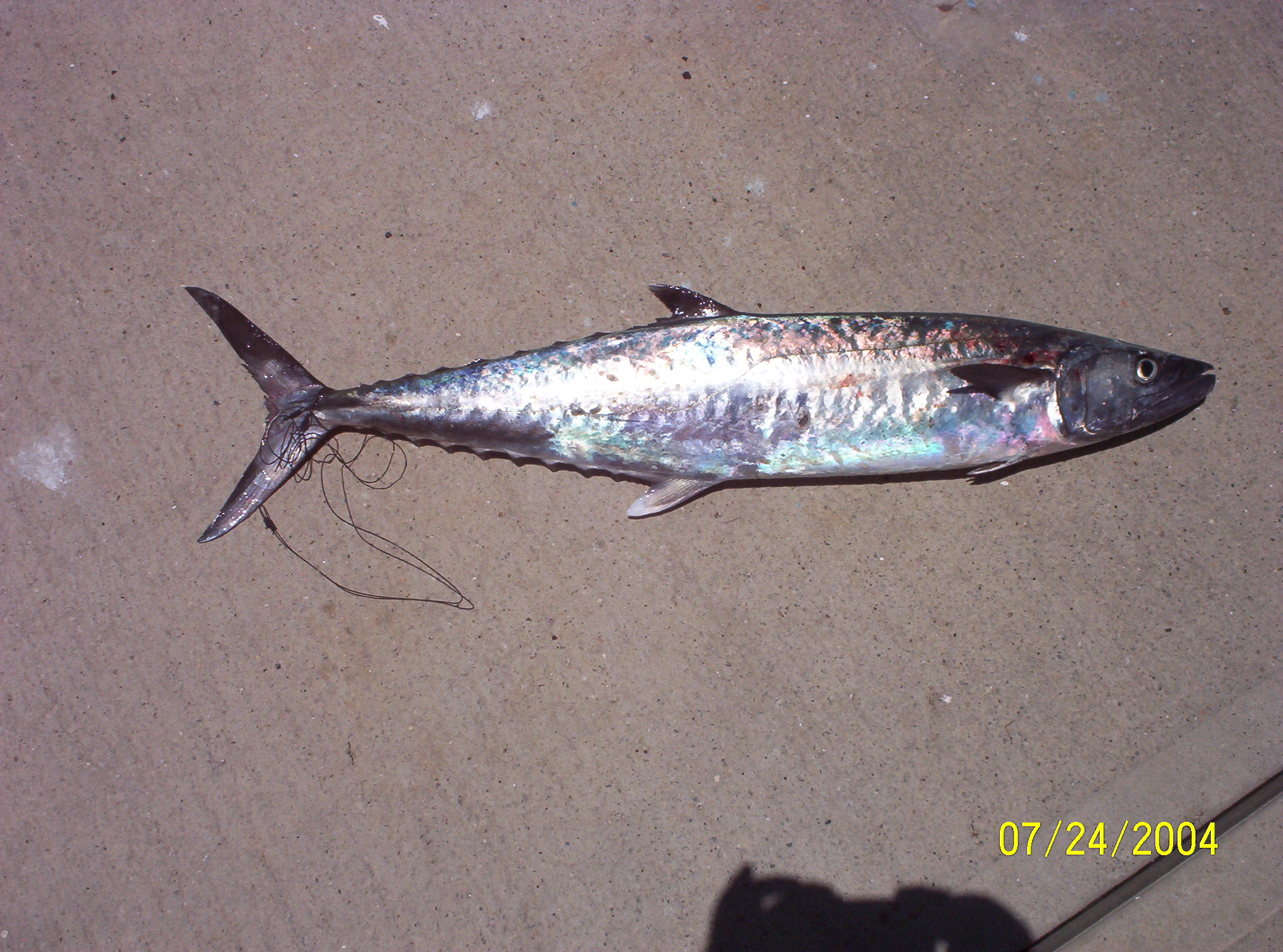 1898Tail_Hook_7-04