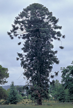 Bunya.jpg