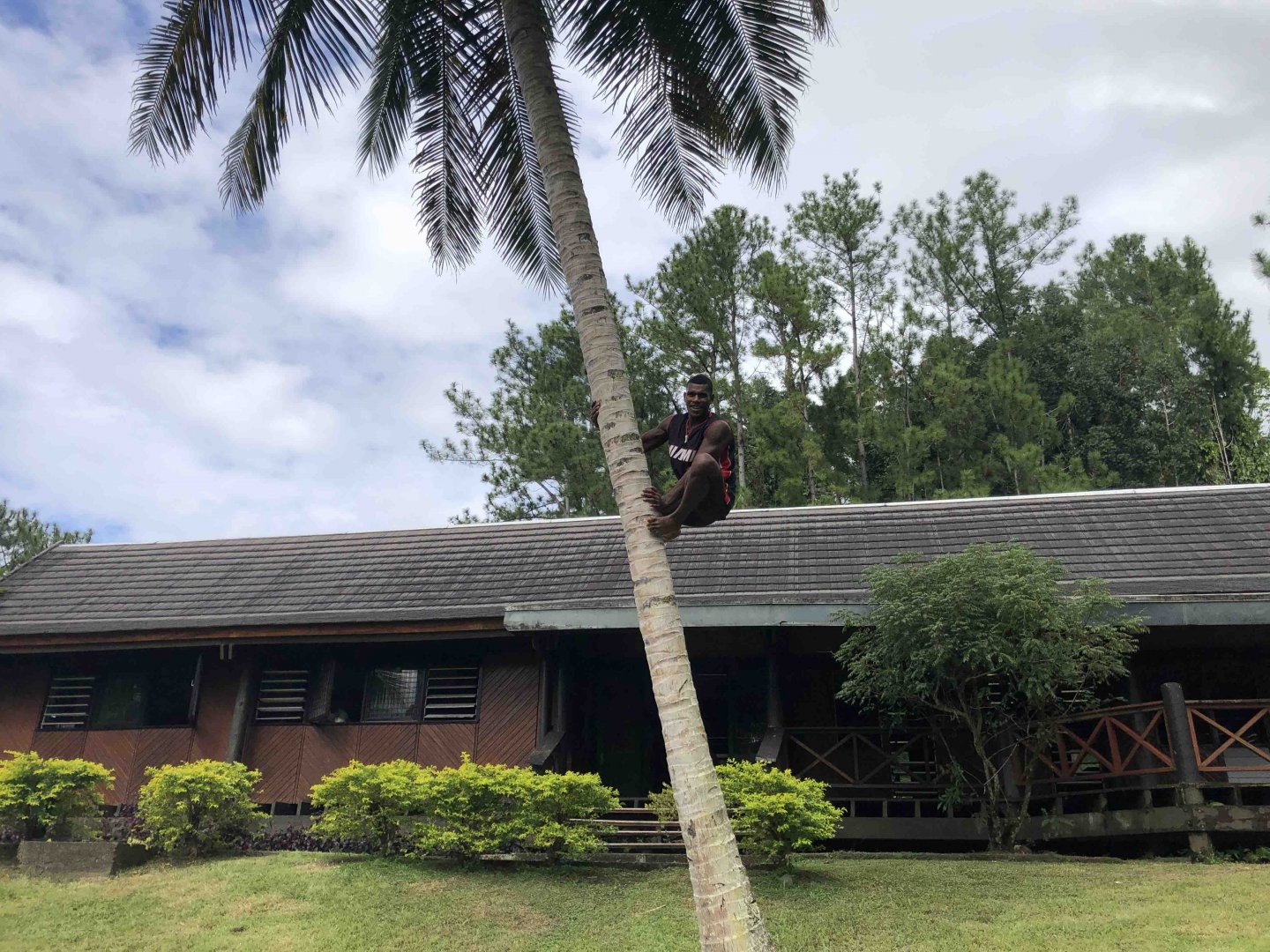 Coconut palm climbing.jpg