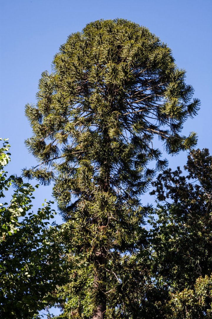 Monkey Pine .jpg