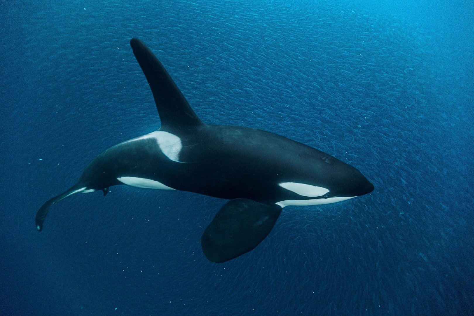 orca right side up.jpg