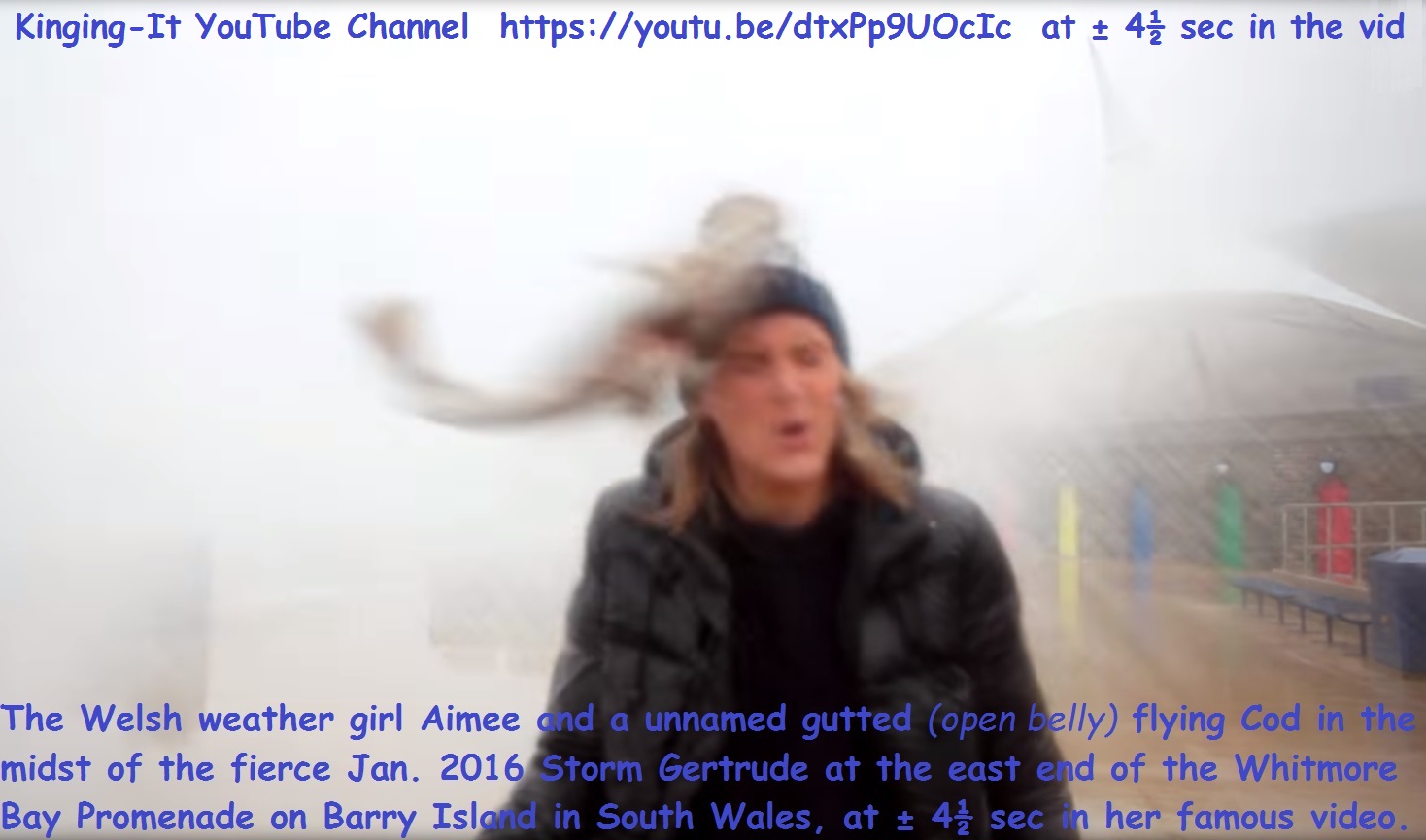 Weather girl Aimee slapped in face by gutted flying Cod 2016 Storm Gertrude Barry Island Wales 1.jpg