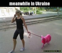 ec3a7ec6c919e1517662d3c4b721a8d9--funny-animal-pictures-funniest-pictures.jpg