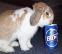 Smart_Rabbit.jpg