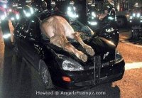 Horse Through Windshield.jpg