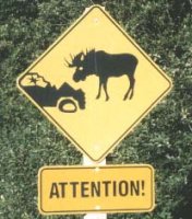 200.MOOSE.ACCIDENT.JPEG