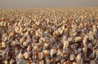 cottonfield.jpg