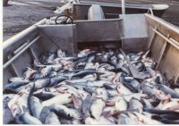 fish gobs1.JPG