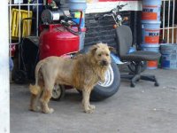 Lion1.jpg