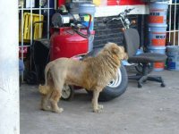 Lion2.jpg