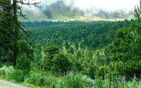 forest-nevado-de-toluca.jpg