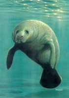manatee.jpg