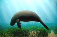 manatee1.jpg