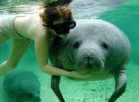 manatee swimmer 1.jpg