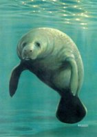 manateez.jpg