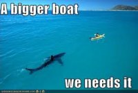 shark.jpg