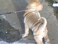 dog2.jpg