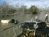 COWS IN THE WATER.jpg