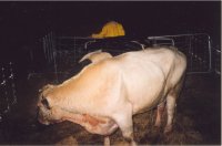 COWS IN THE WAIKATO RIVER.LARGE ONES.jpg